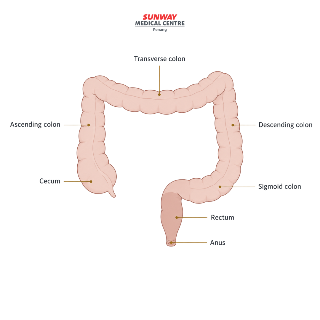 colon cancer anatomy diagram